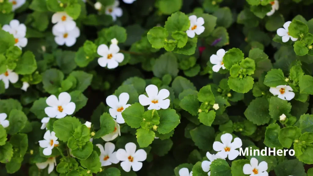 Bacopa Monnieri Benefits